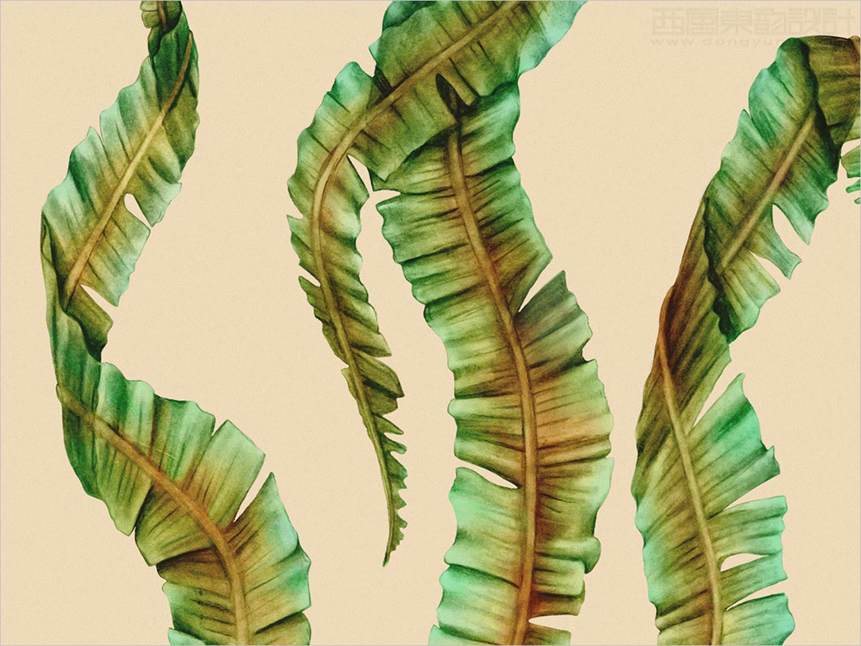 挪威Sjy海藻片素食海鮮休閑食品包裝設計之插圖設計