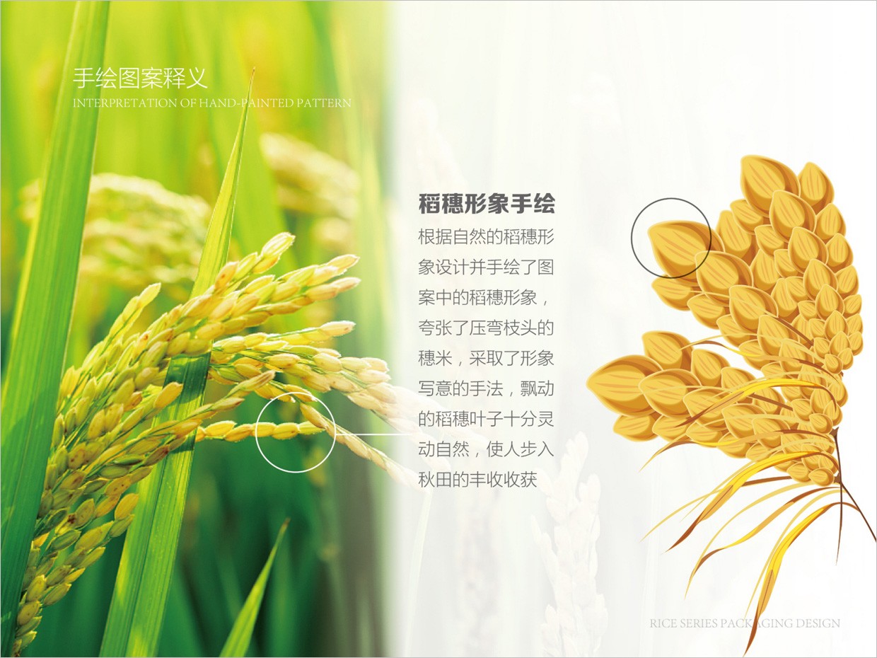綠牧嶺大米農(nóng)產(chǎn)品包裝設計之水稻手繪插圖 綠牧嶺大米農(nóng)產(chǎn)品包裝設計之水稻手繪插圖